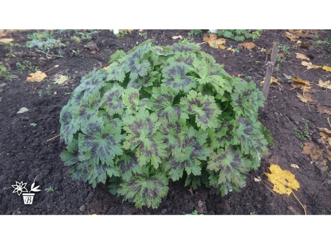 Geranium phaeum   'Samobor'